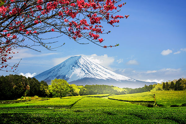 โบบุชิ ซาซาบะ สวนชาเขียววิวภูเขาไฟฟูจิที่สวยที่สุดในชิซุโอกะ