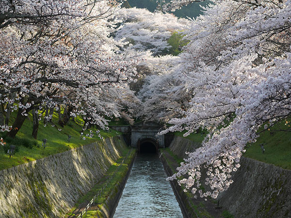 คลองทะเลสาบบิวะ วิวทิวทัศน์ชมดอกซากุระที่สวยงามแห่งเกียวโต