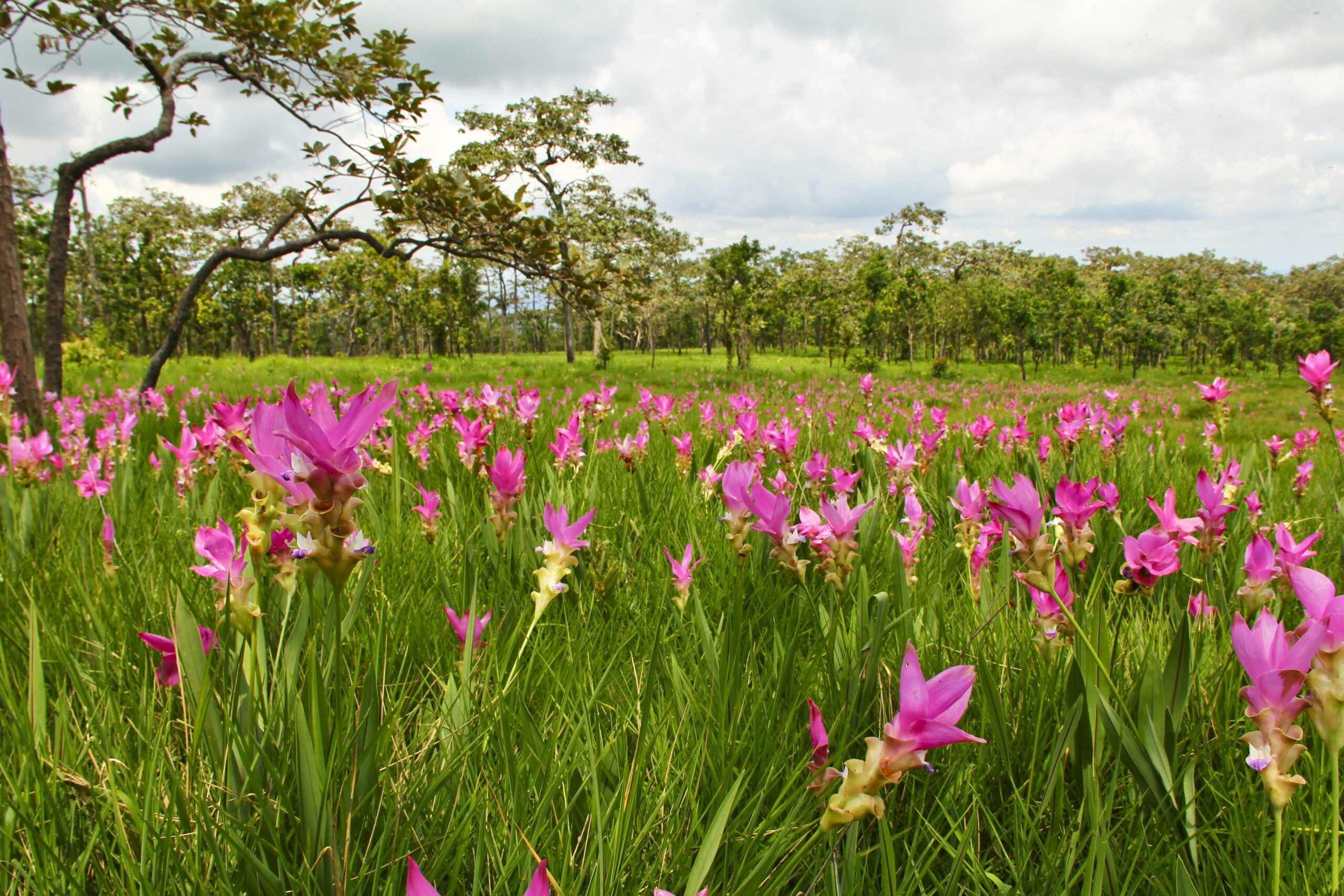 สถานที่ท่องเที่ยวชัยภูมิ ที่พักชัยภูมิ การเดินทาง แผนที่ชัยภูมิ